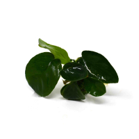Anubias 'Nangi' - potted