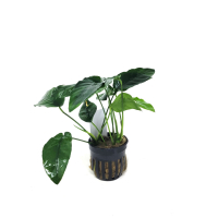Anubias nana 'ovalis' - potted