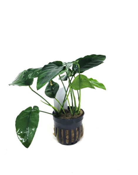 Anubias nana 'ovalis' - potted