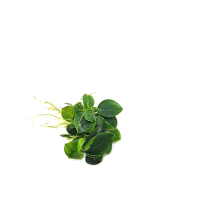 Anubias Stardust Mini - potted
