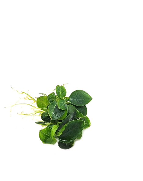 Anubias Stardust Mini - potted