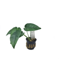 Anubias barteri striped - potted