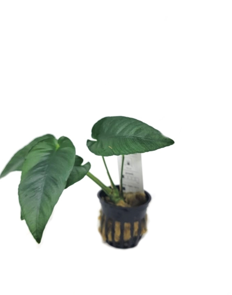Anubias barteri striped - potted