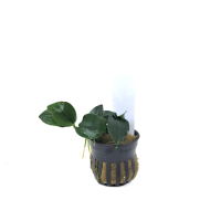 Anubias nana 'Thick Leaf' - potted