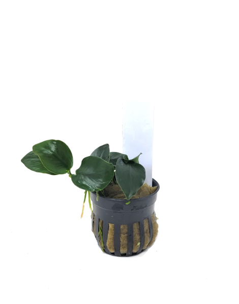 Anubias nana 'Thick Leaf' - potted