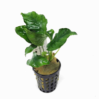 Anubias barteri 'Wrinkled Leaf' - potted