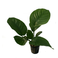 Anubias barteri 'Broad Leaf'- potted