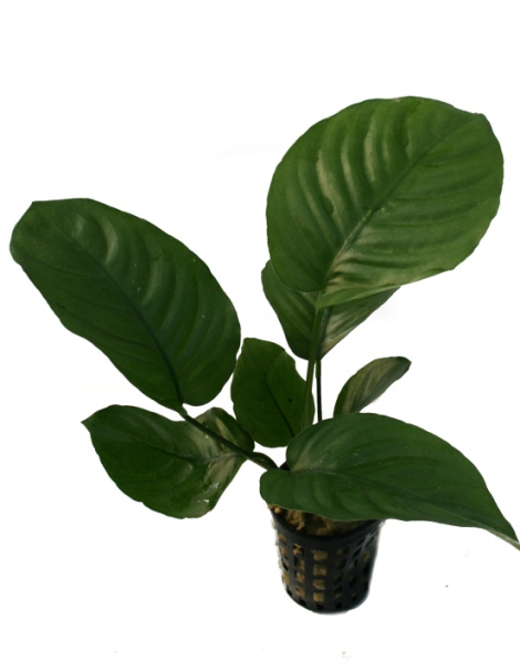 Anubias barteri 'Broad Leaf'- potted