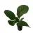 Anubias barteri 'Broad Leaf'- potted