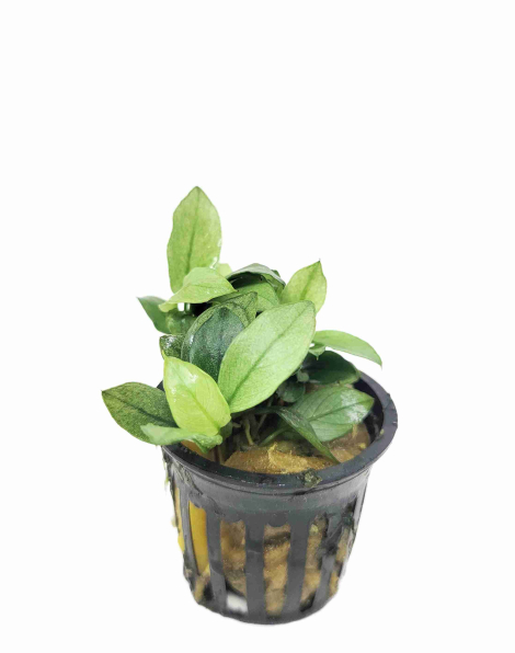 Anubias nana 'Jade' - potted