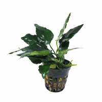 Anubias 'King Kong - potted