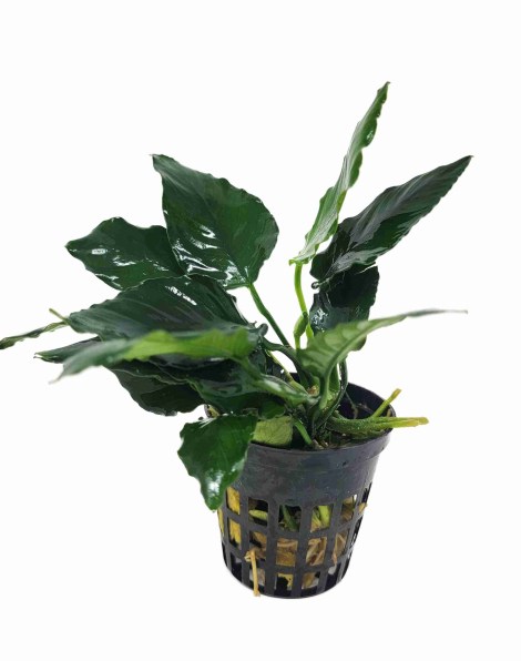 Anubias 'King Kong - potted