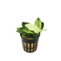 Anubias nana Marble - potted