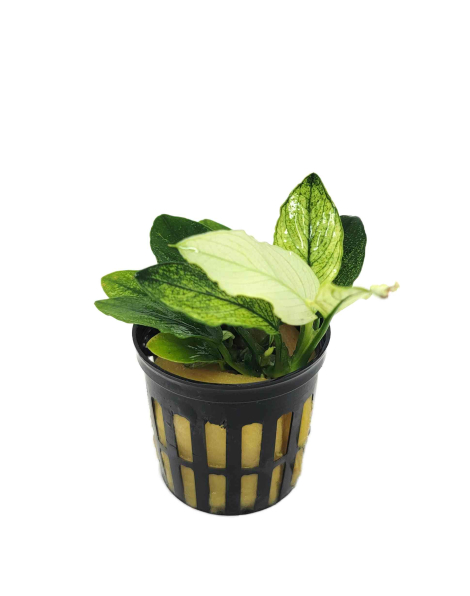 Anubias nana Marble - potted