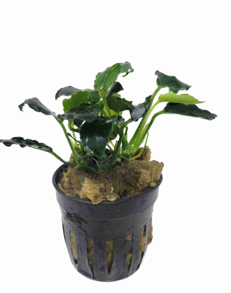 Anubias nana 'Mini Kirin' - potted