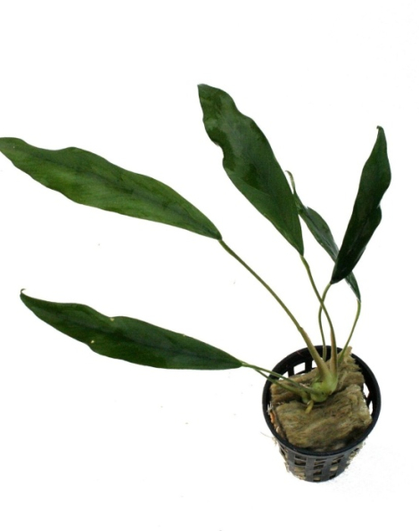 Anubias minima - potted
