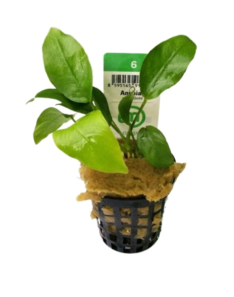 Anubias nana Golden - potted