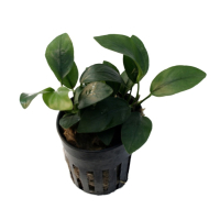 Anubias nana 'Petite' - potted