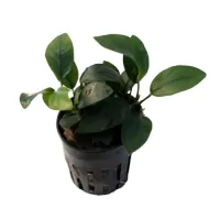 Anubias nana 'Petite' - potted