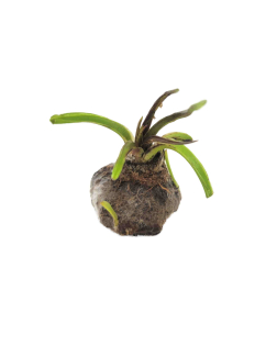 Aponogeton boivinianus (bulb)