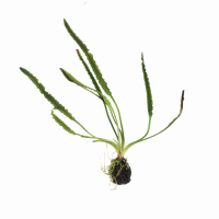 Aponogeton longiplumulosus (bulb)