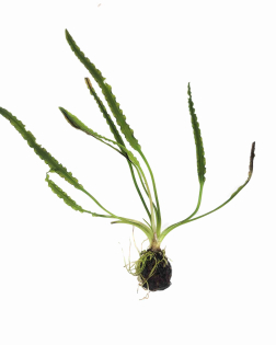 Aponogeton longiplumulosus (bulb)