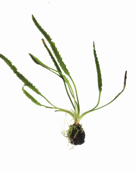 Aponogeton longiplumulosus (bulb)