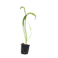 Aponogeton sp. 'Purple Red' - potted