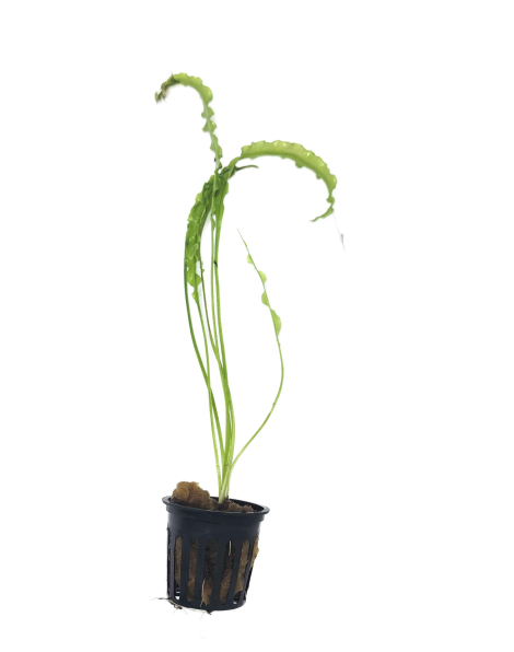 Aponogeton sp. 'Purple Red' - potted