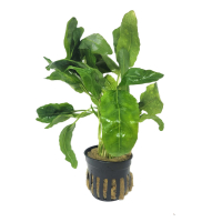 Armoracia aquatica - potted