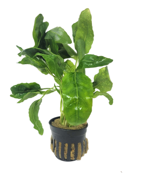Armoracia aquatica - potted