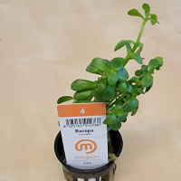 Bacopa  crenata - potted