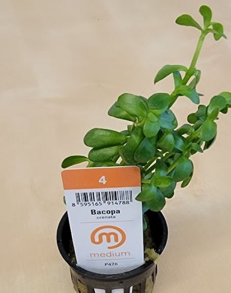 Bacopa  crenata - potted