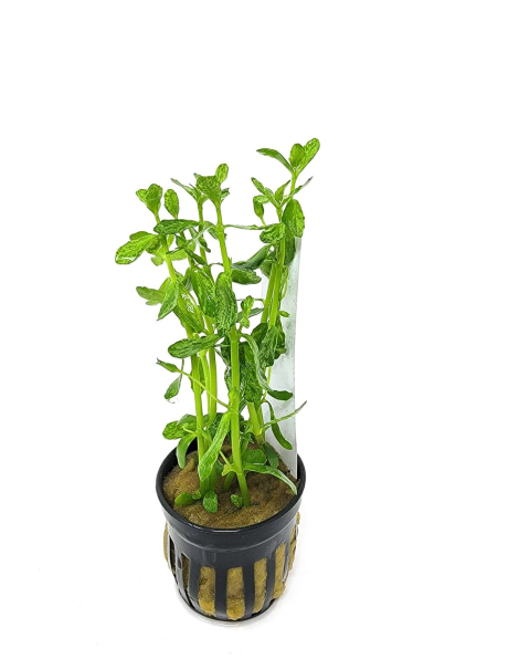 Bacopa monnieri variegatus - potted