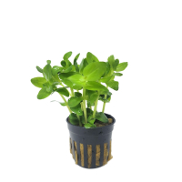 Bacopa  caroliniana - potted