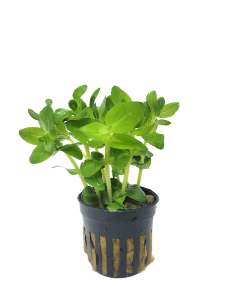 Bacopa  caroliniana - potted