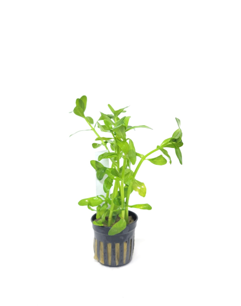 Bacopa madagascariensis - potted