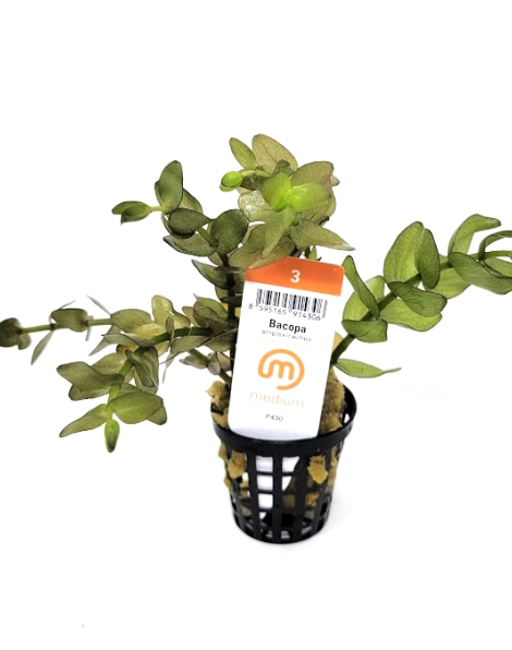 Bacopa amplexicaulis - potted