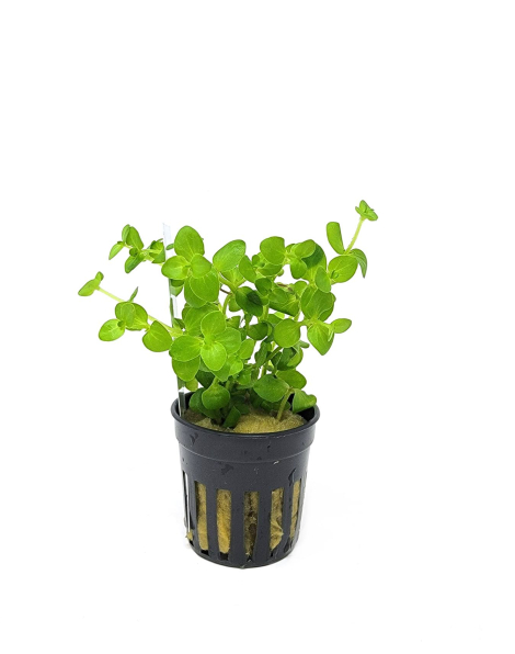Bacopa australis - potted