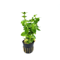 Bacopa lanigera - potted
