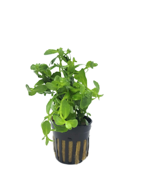Bacopa monnieri - potted