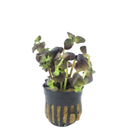 Bacopa saltzmannii Purple - potted