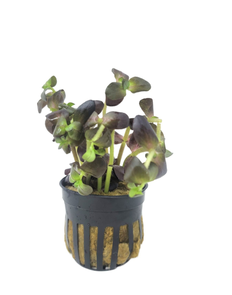 Bacopa saltzmannii Purple - potted