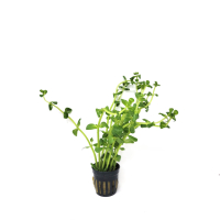 Bacopa saltzmannii sp. araguaia - potted