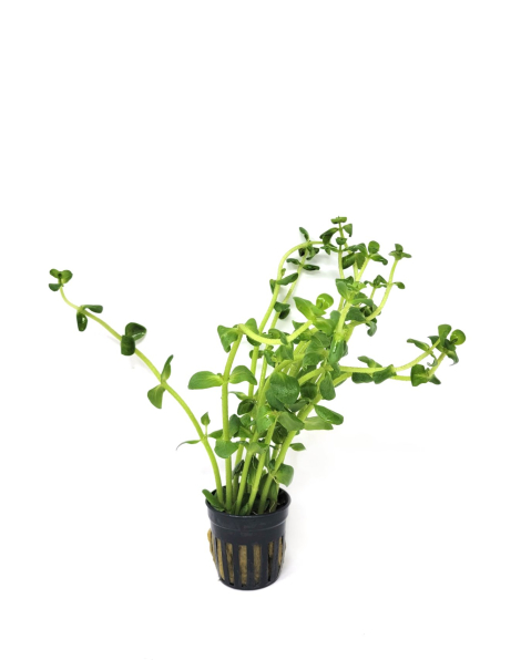 Bacopa saltzmannii sp. araguaia - potted