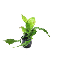 Bolbitis heteroclita asiatica - potted