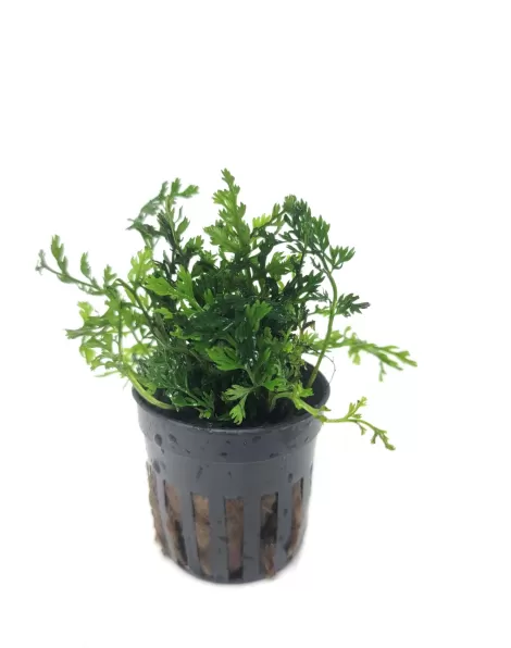 Bolbitis heteroclita 'difformis' - potted