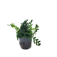 Bolbitis heudelotii 'difformis' - potted