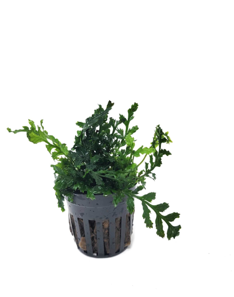 Bolbitis heudelotii 'difformis' - potted