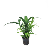 Bolbitis heteroclita long tails - potted